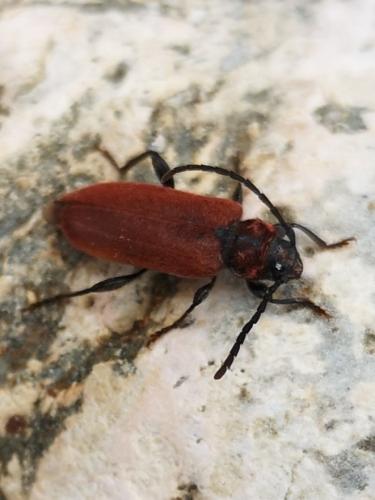 Pyrrhidium sanguineum